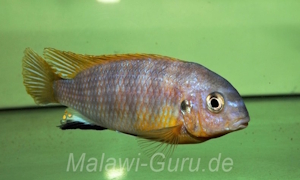 Tropheops sp. 'aurora'